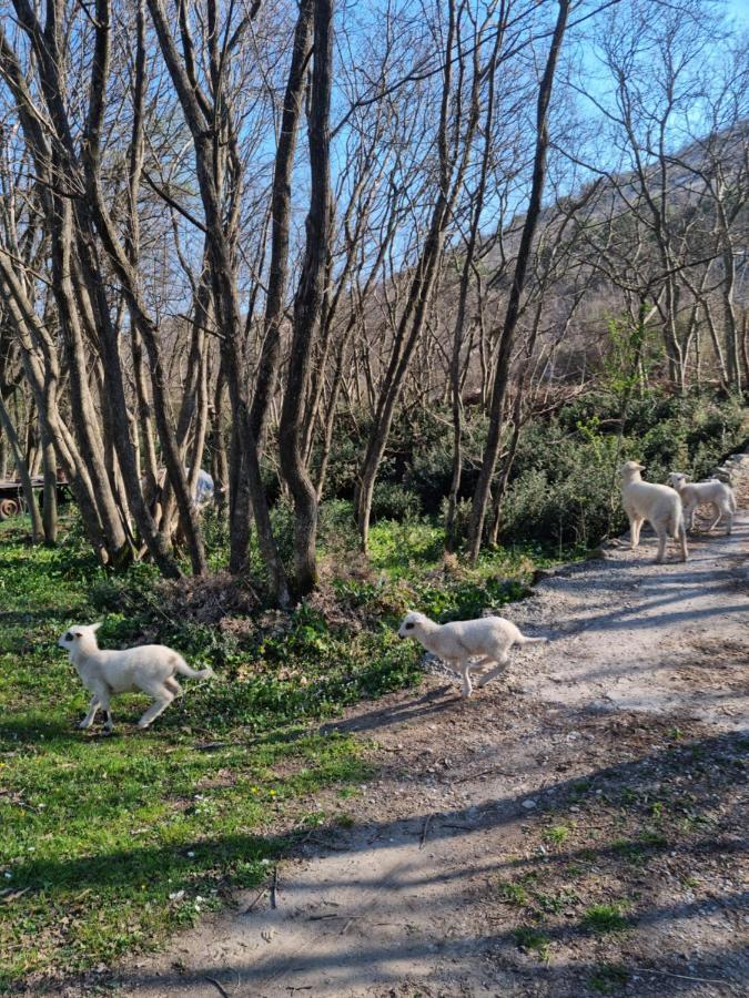 Wolf & Sheep Nature & Adventure Podgorica Exteriör bild