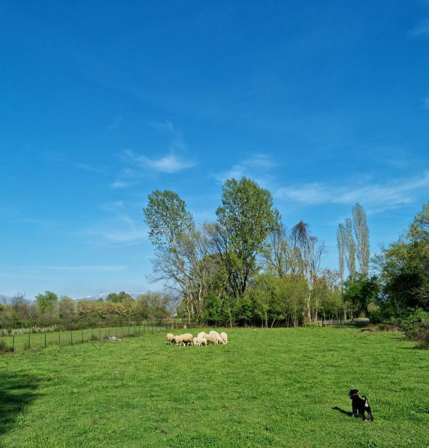 Wolf & Sheep Nature & Adventure Podgorica Exteriör bild
