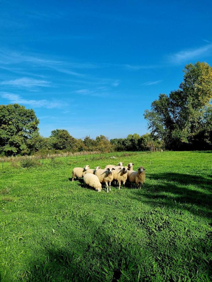 Wolf & Sheep Nature & Adventure Podgorica Exteriör bild